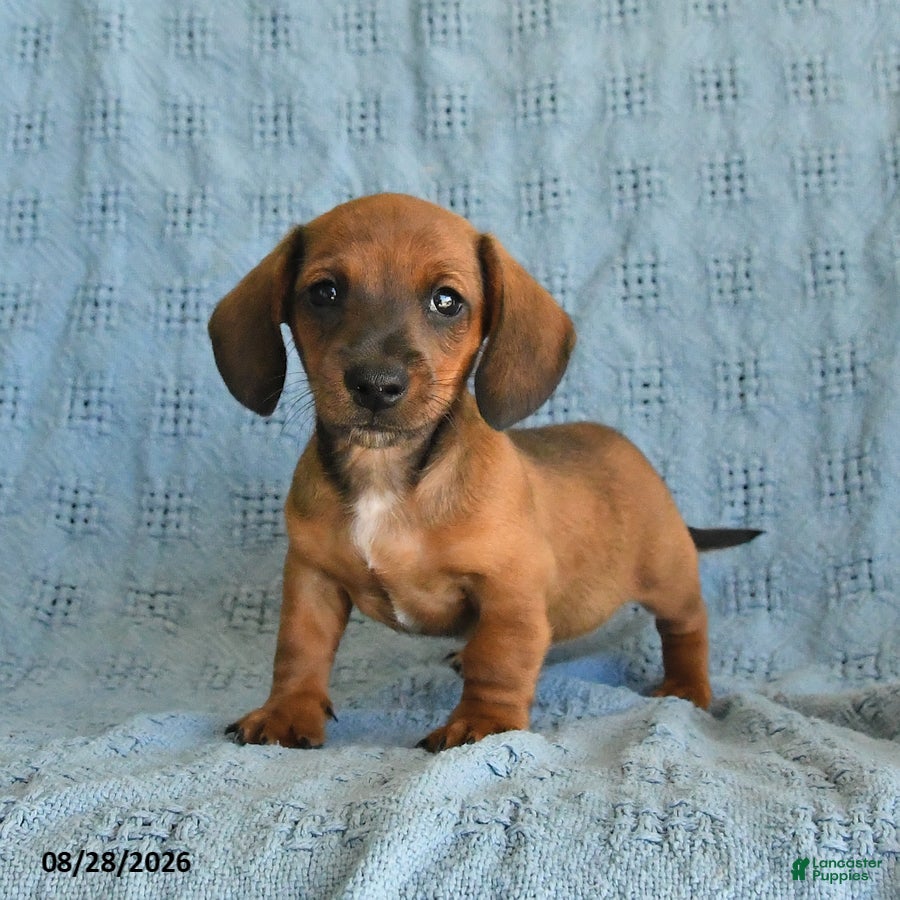 Miniature Dachshund dogs Romeo - Ad 1