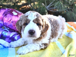 Mini Goldendoodle dogs Olivia - Ad 3