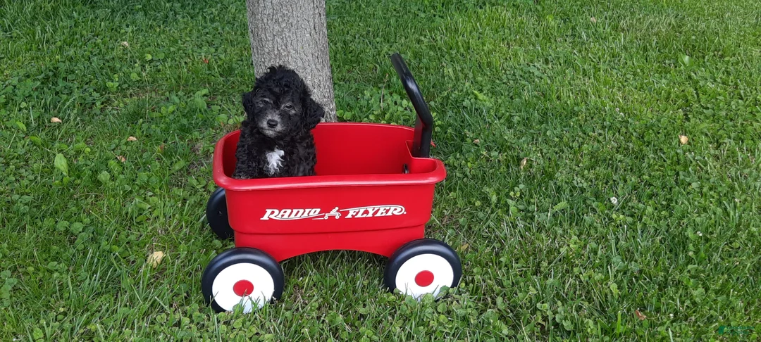Cavapoo dogs for sale: Cavapoo Puppy 3 - Ad 2