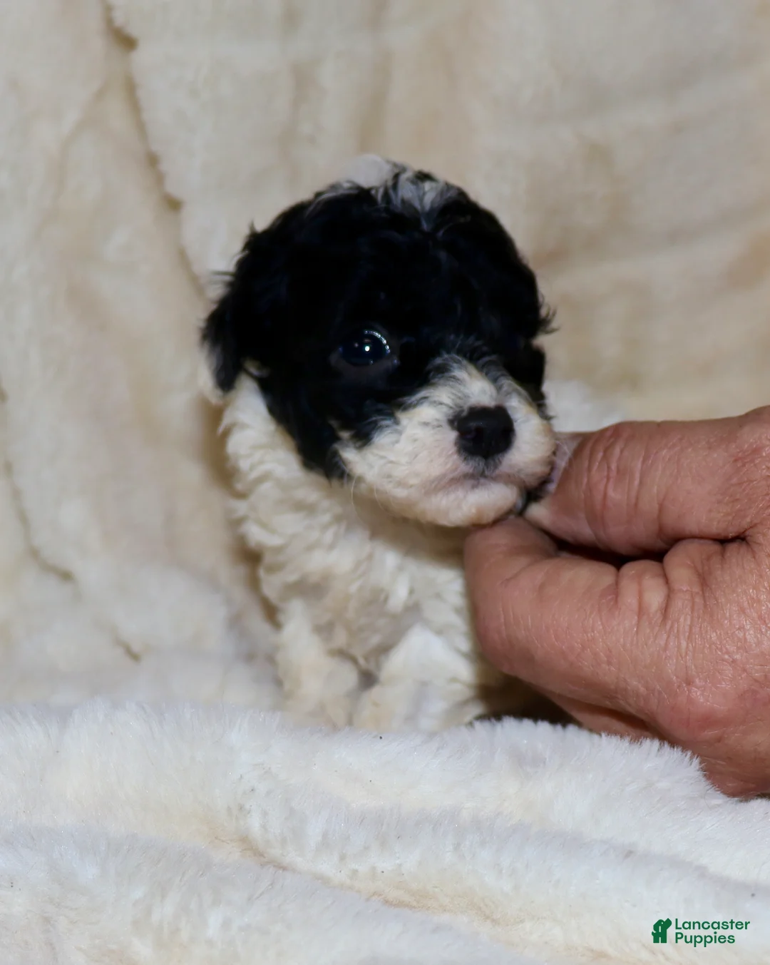 Toy Poodle dogs for sale: Mia - Ad 1