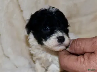 Toy Poodle dogs Mia - Ad 25