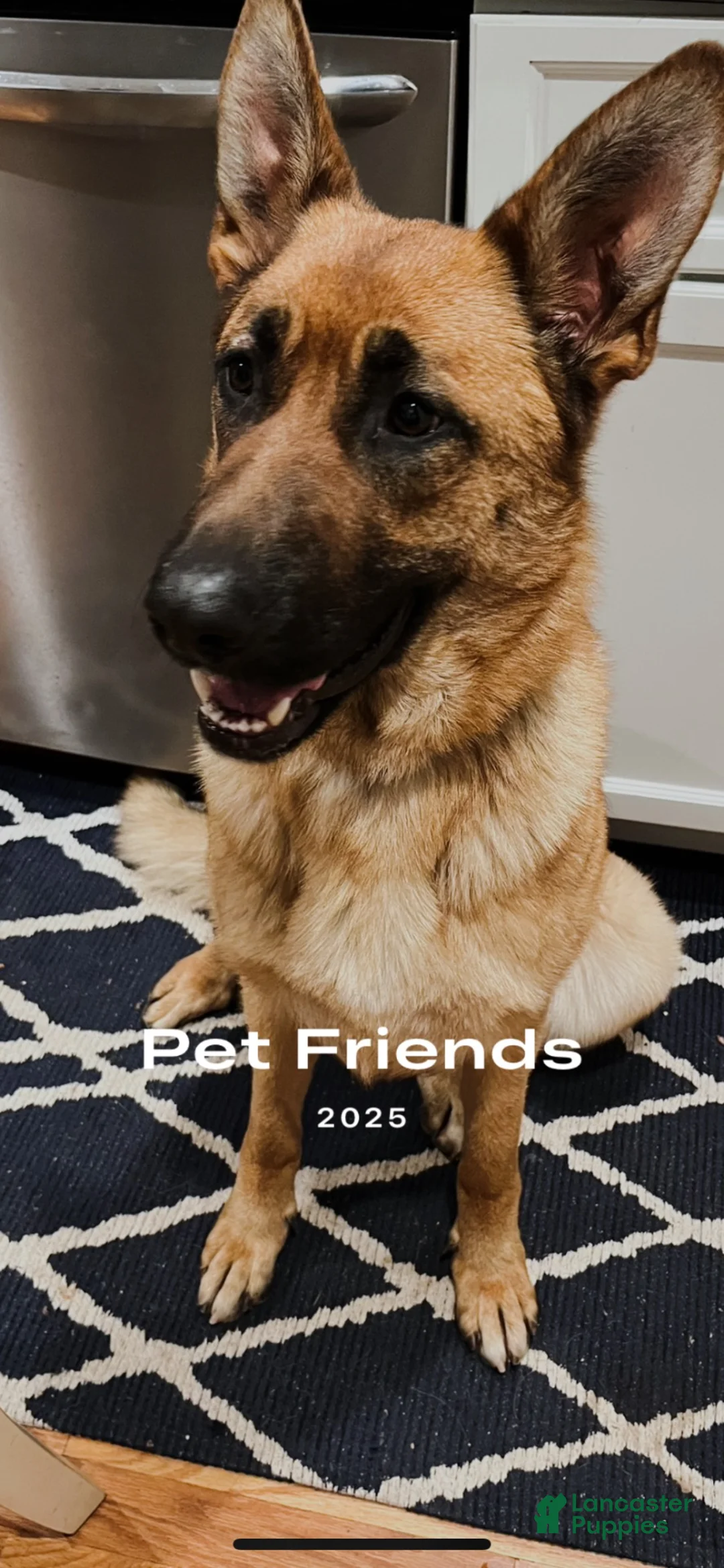 German Shepherd dogs for sale: German Shepherd 2 - Ad 2