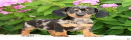 Miniature Dachshund dogs for sale: Jewel - Ad 1