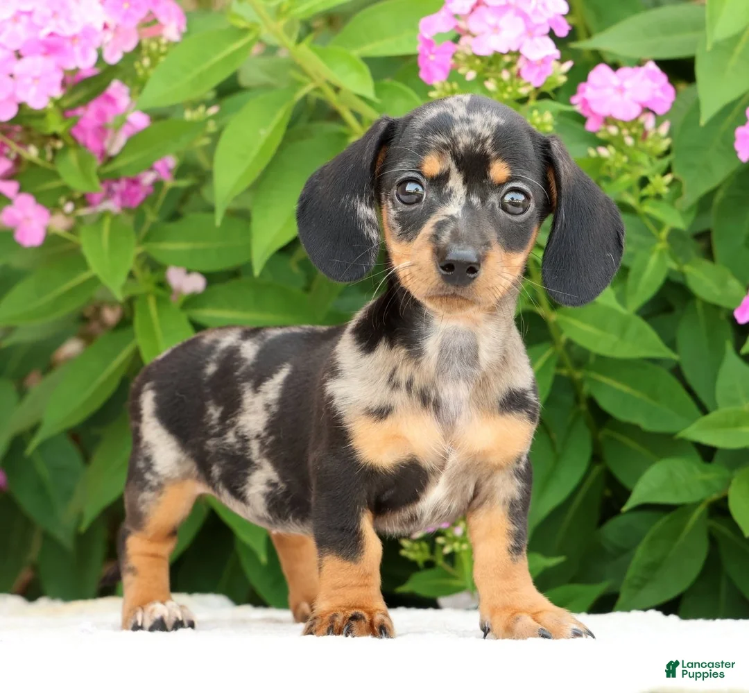 Miniature Dachshund dogs for sale: Jewel - Ad 1