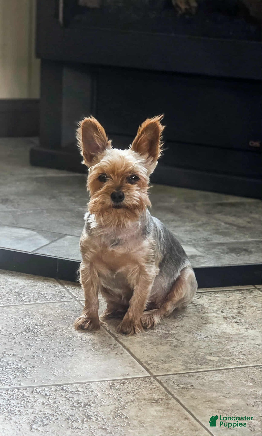 Yorkshire Terrier dogs for sale: Henry Teacup - Ad 7