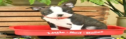 Boston Terrier dogs for sale: Sporty - Ad 2