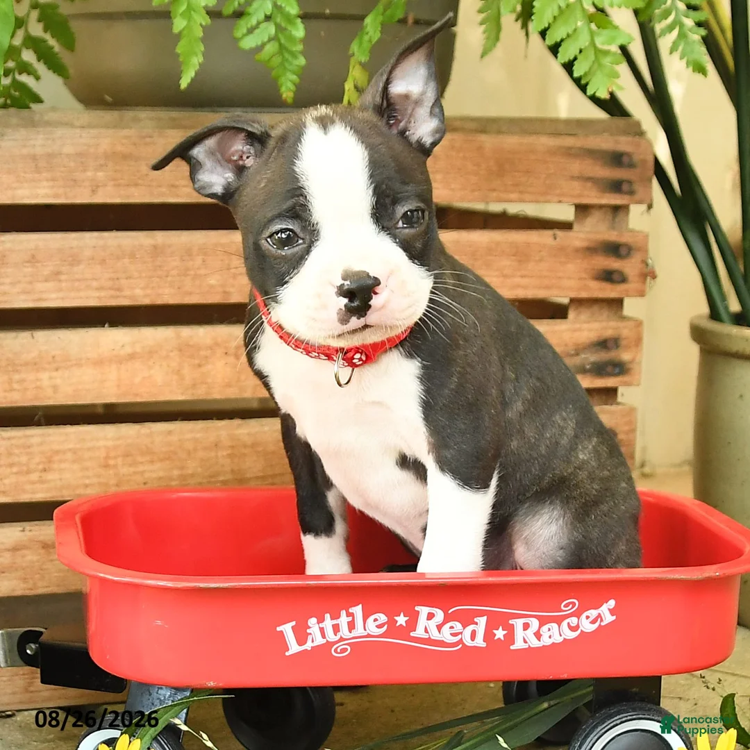 Boston Terrier dogs for sale: Sporty - Ad 2