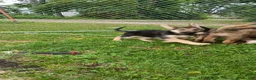 German Shepherd dogs for sale: German Shepherd 5 - Ad 2