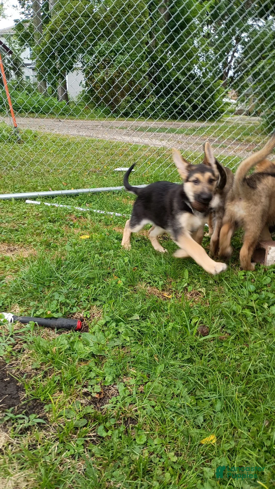 German Shepherd dogs for sale: German Shepherd 5 - Ad 2
