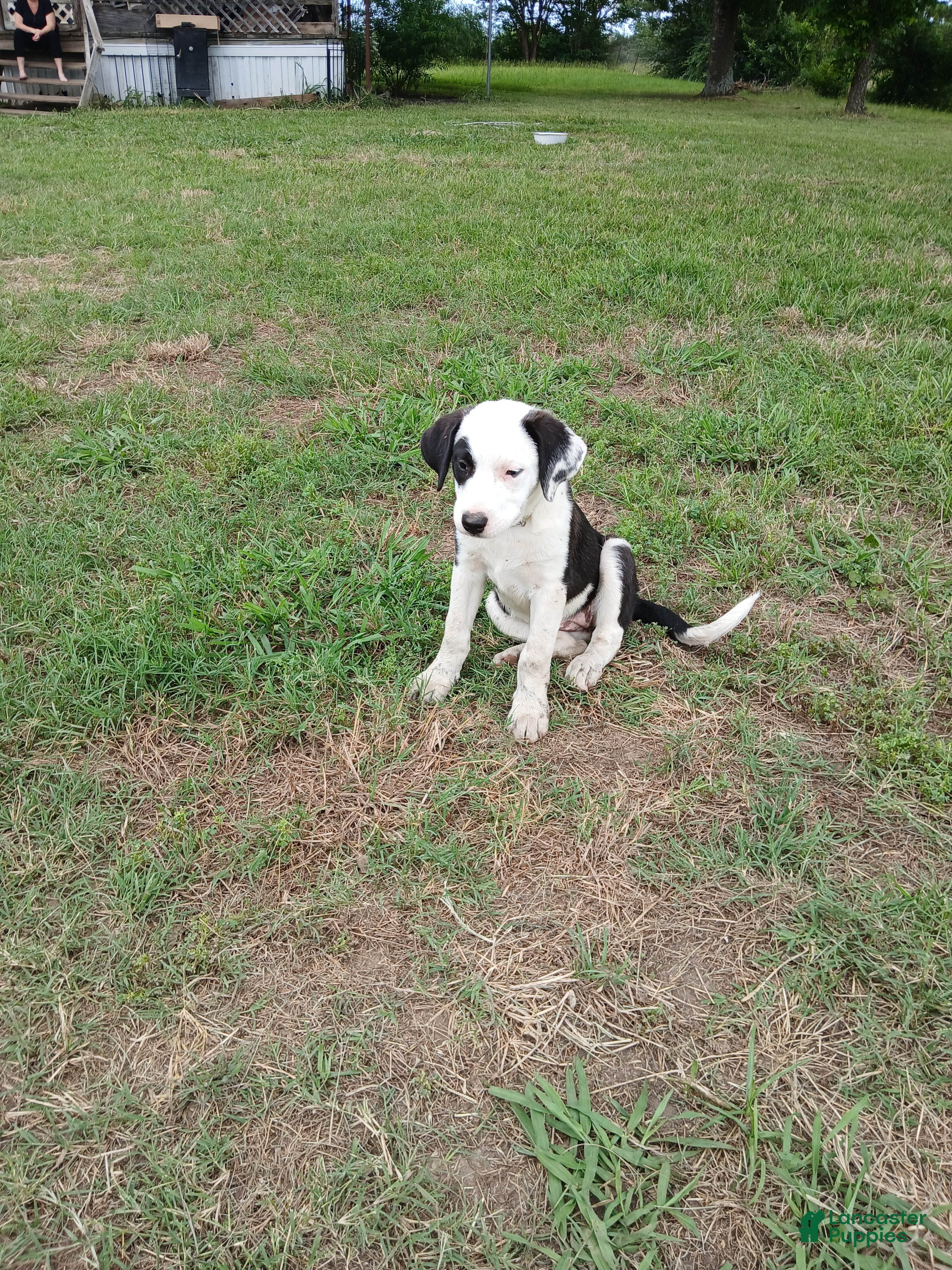 Mixed Breed dogs PATCH - Ad 6