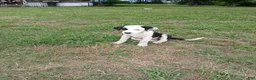 Mixed Breed dogs for sale: PATCH - Ad 1