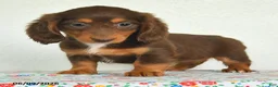 Miniature Dachshund dogs for sale: Kiki - Ad 3
