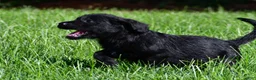 Labradoodle dogs for sale: Jackson - Ad 3