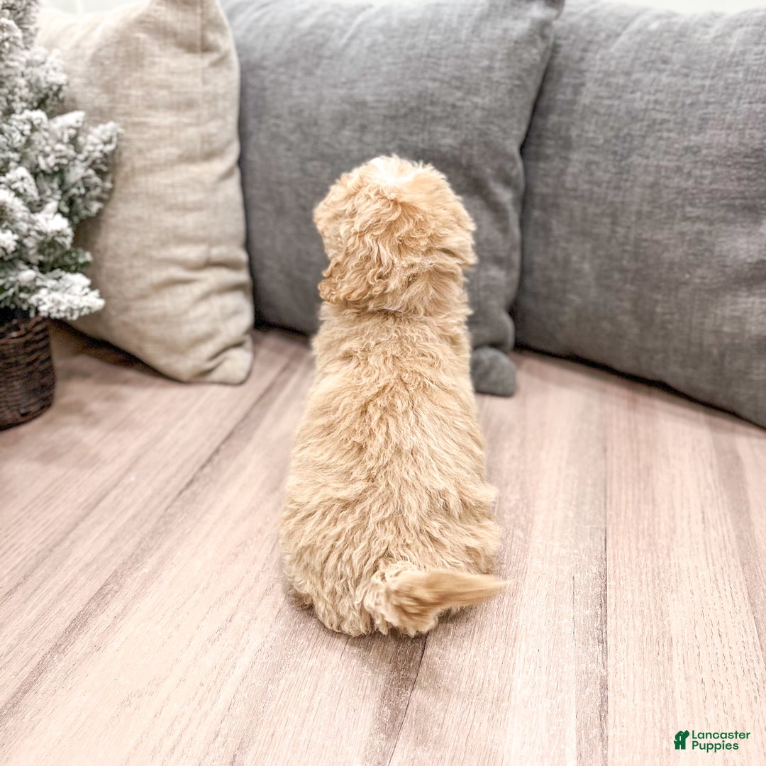 Goldendoodle dogs for sale: Snowflake  - Ad 10