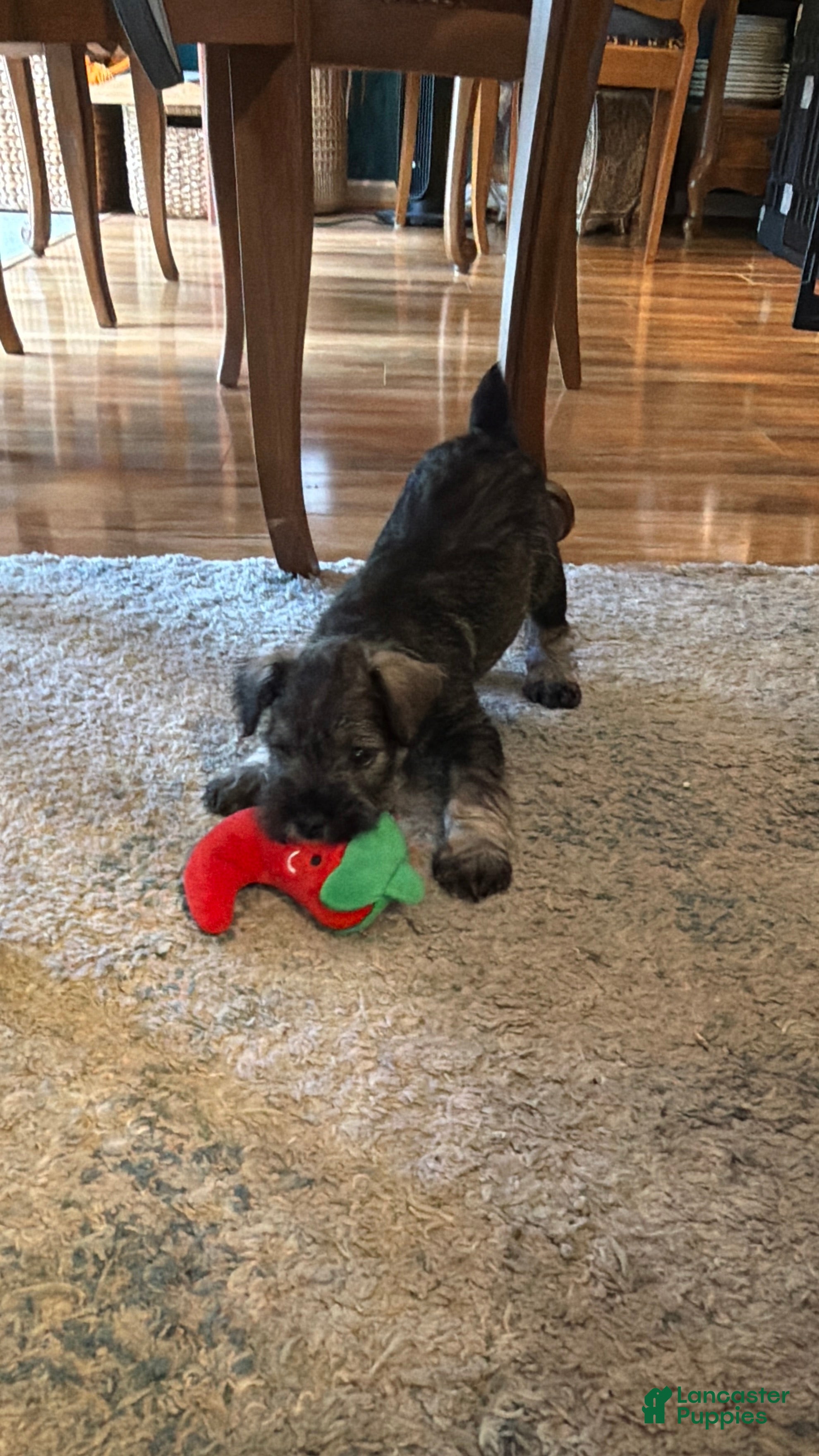 Miniature Schnauzer dogs "Roo" - Ad 2