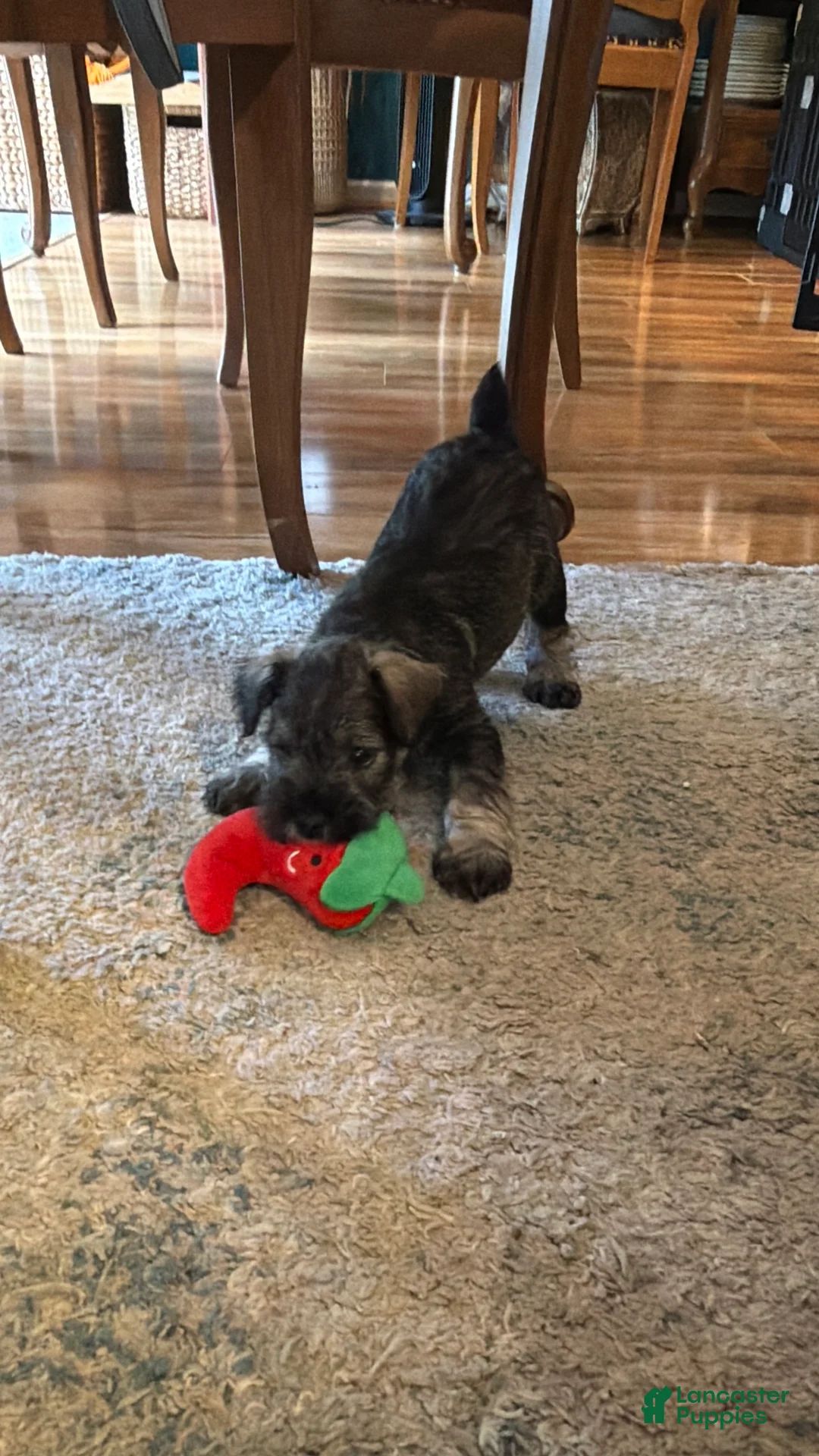 Miniature Schnauzer dogs for sale: "Roo" - Ad 2