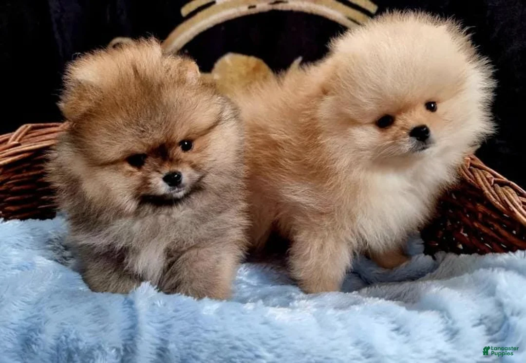 Pomeranian dogs for sale: Freya - Ad 3