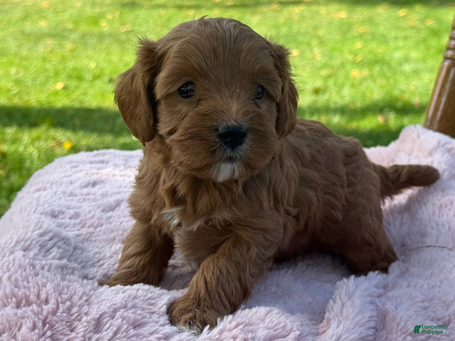 Cavapoo dogs Rosie - Ad 2
