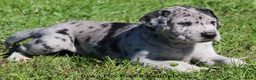 Great Dane dogs for sale: Great Dane 2 - Ad 2