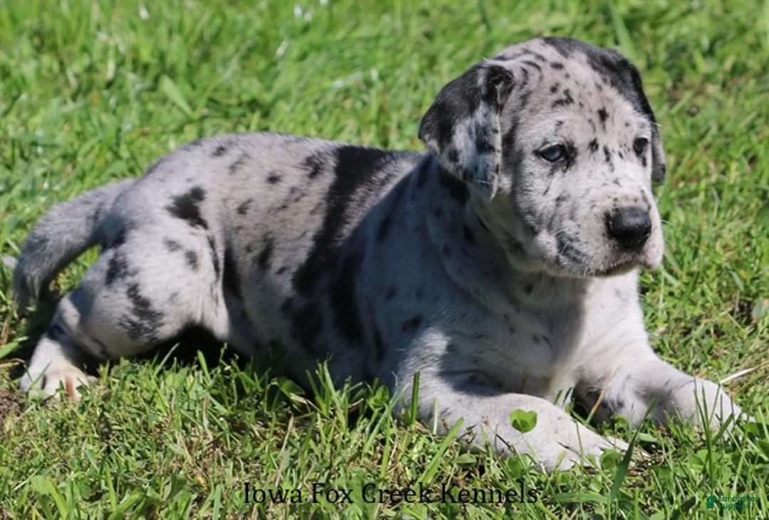 Great Dane dogs for sale: Great Dane 2 - Ad 2