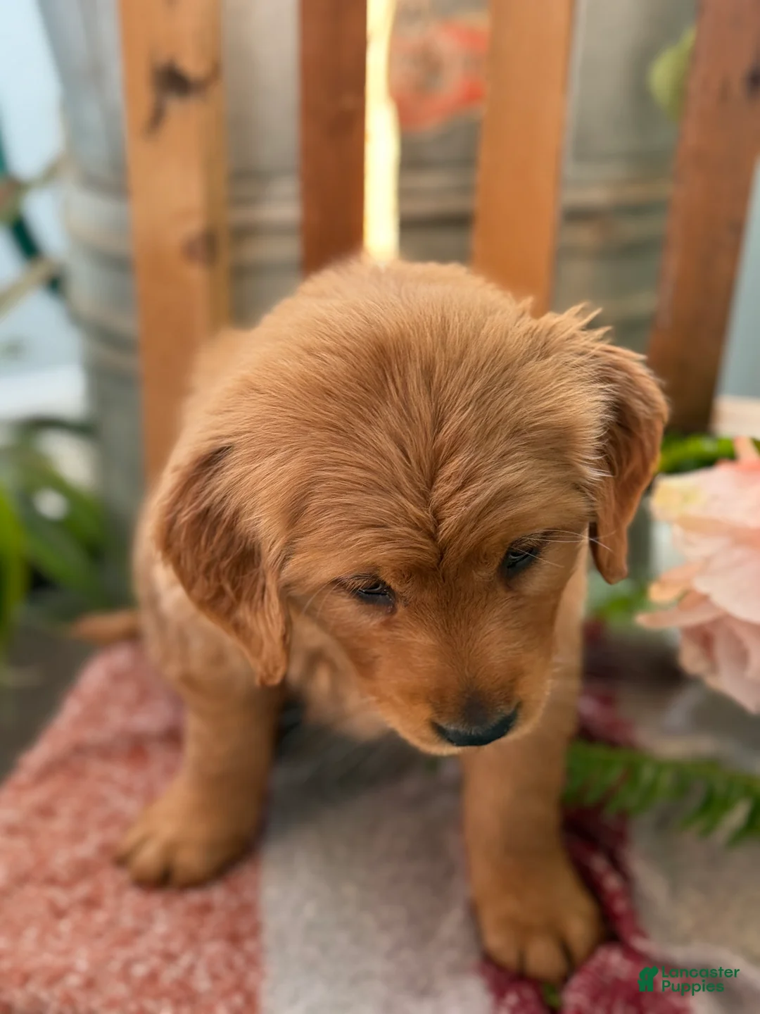 Golden Retriever dogs for sale: Ruby - Ad 10