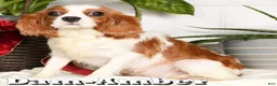 Cavalier King Charles Spaniel dogs for sale: Bree - Ad 10
