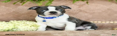 Rollo