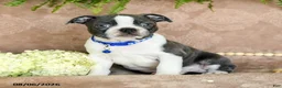 Boston Terrier dogs for sale: Rollo - Ad 1