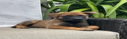 Belgian Malinois dogs for sale: Brutus - Ad 3
