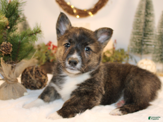 Welsh Corgi Pembroke dogs Buddy - Ad 7