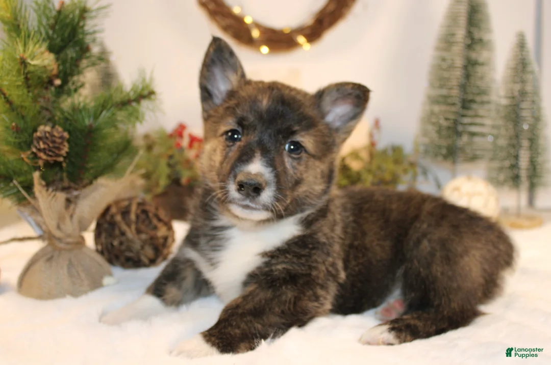 Welsh Corgi Pembroke dogs for sale: Buddy - Ad 1