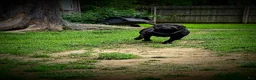 American Bully dogs for sale: Pixie - Ad 17