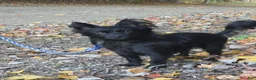 Yorkiepoo dogs for sale: Bosun - Ad 10