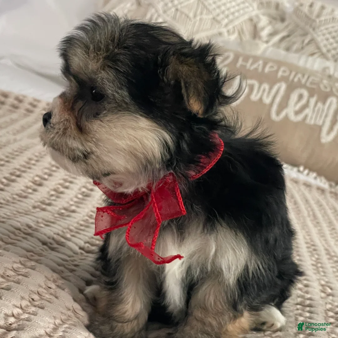 Morkie dogs for sale: Nola - Ad 7