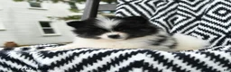 Pomeranian dogs for sale: Gretel - Ad 4