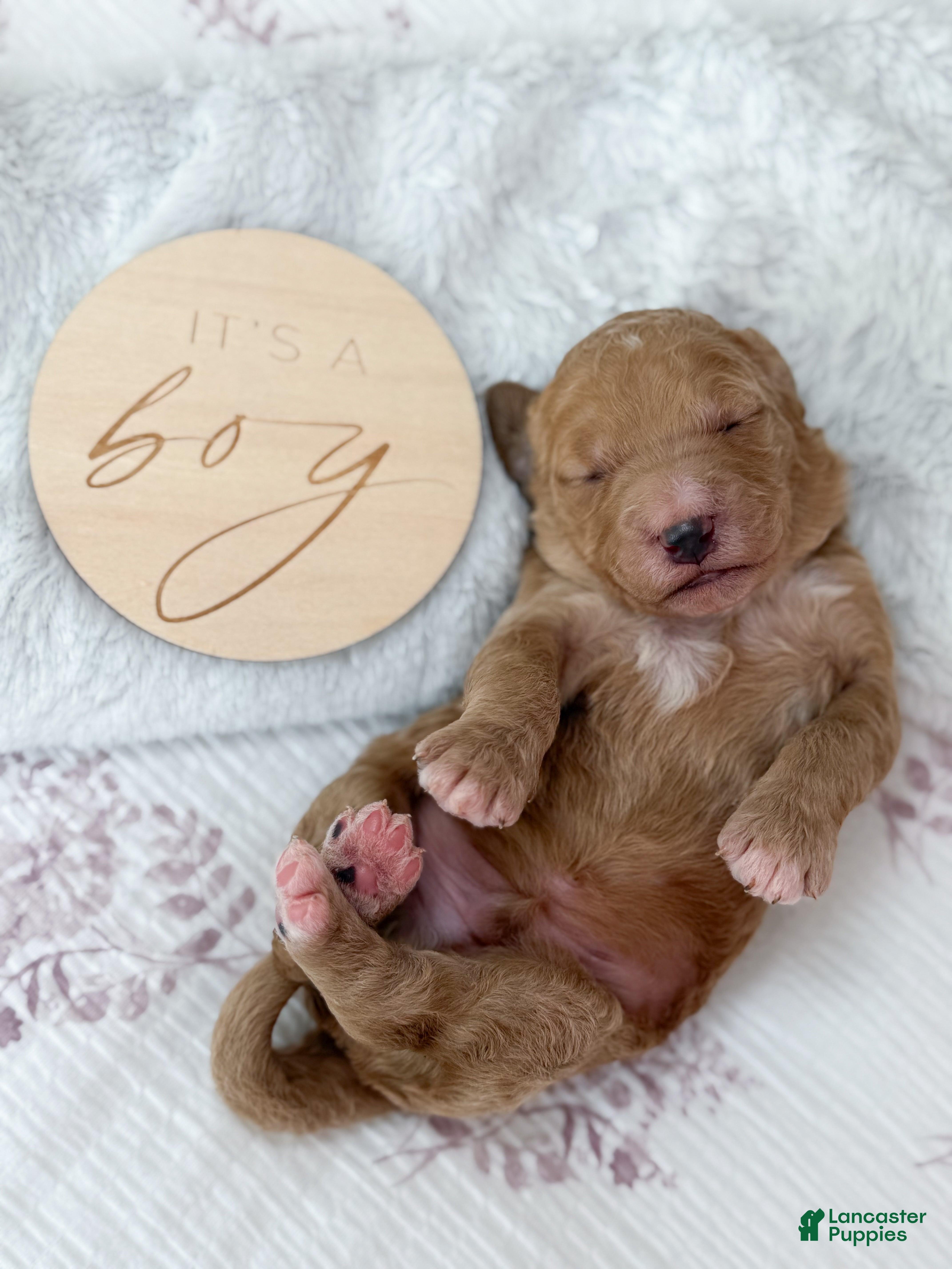 Goldendoodle dogs Raleigh - Ad 27
