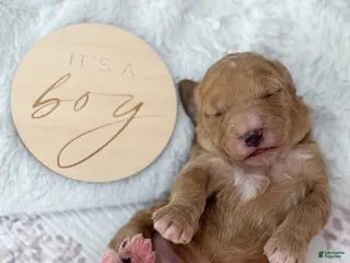 Goldendoodle dogs Raleigh - Ad 27