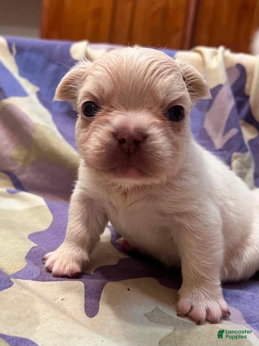French Bulldog dogs for sale: Ice - Ad 2