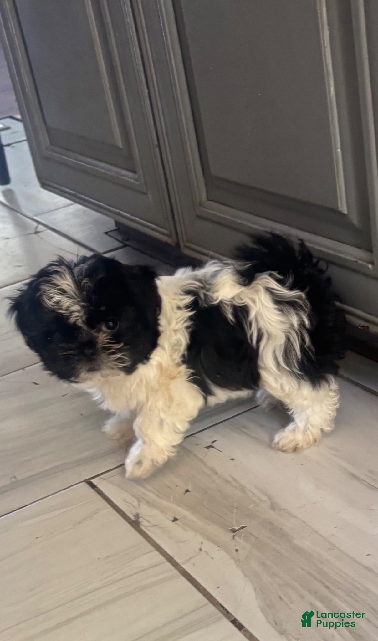Shihpoo dogs Shihpoo 2 - Ad 38