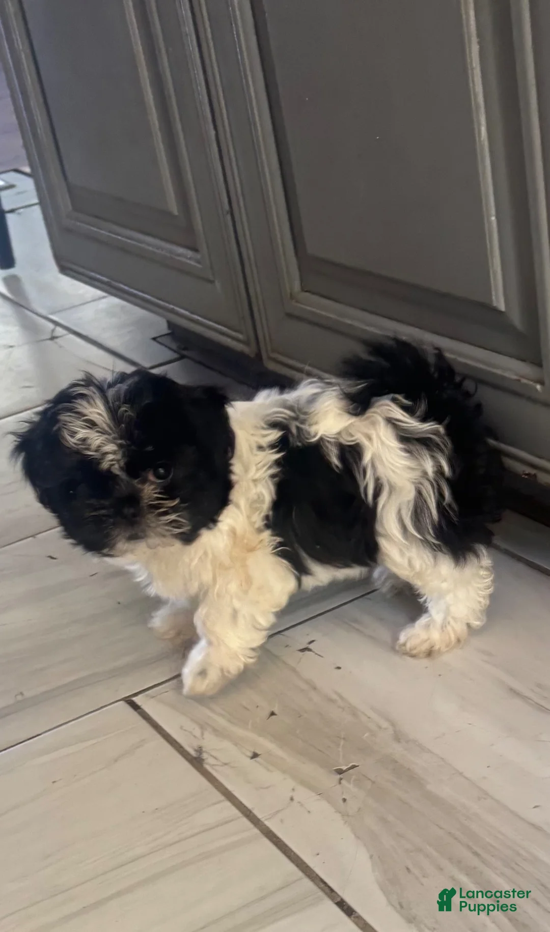 Shihpoo dogs for sale: Shihpoo 2 - Ad 1