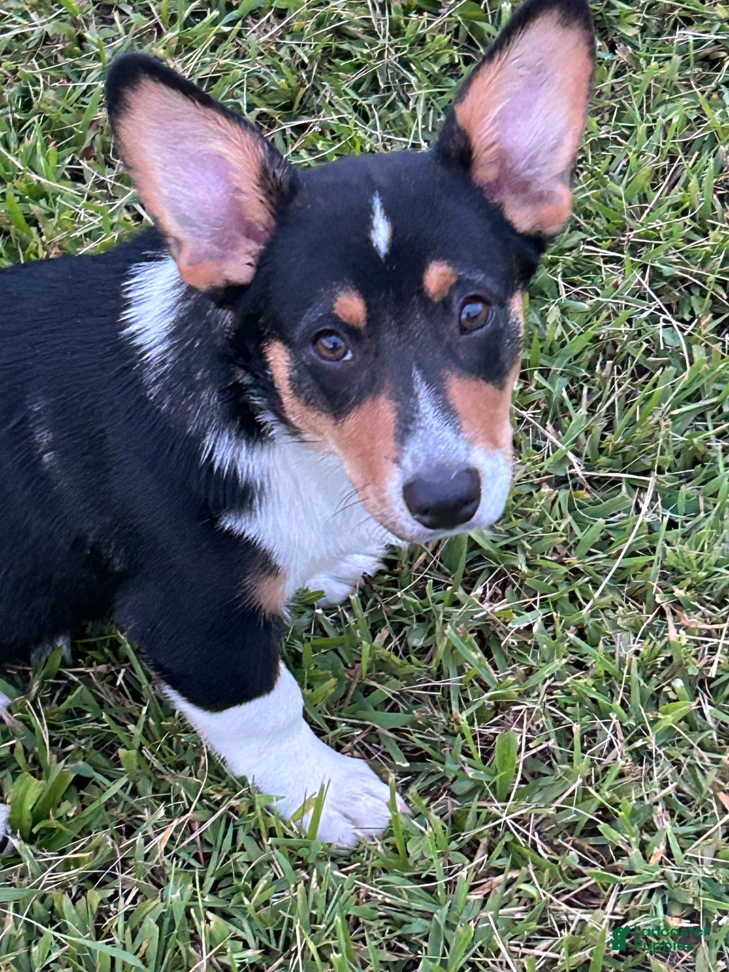 American Corgi dogs American Corgi 1 - Ad 10