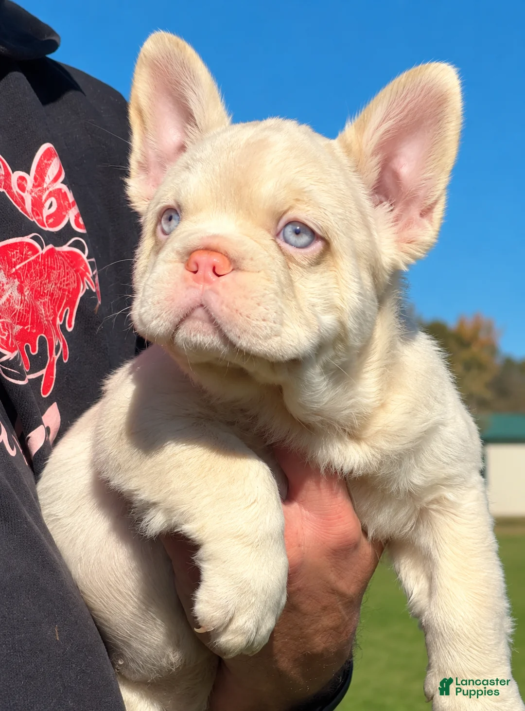French Bulldog dogs for sale: French Bulldog puppy 1  - Ad 1