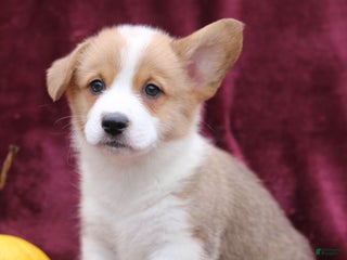 Welsh Corgi Pembroke dogs Hayes - Ad 39