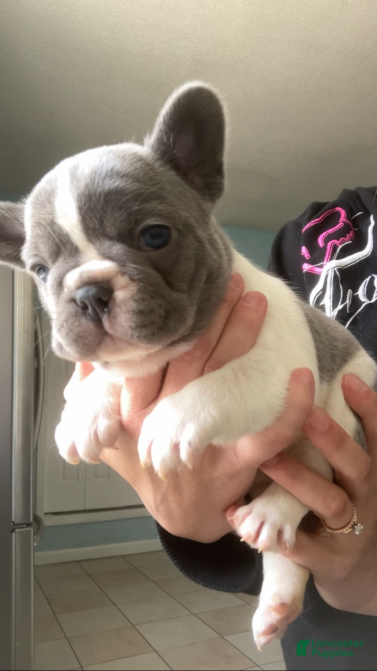 French Bulldog dogs Blue and White female - Ad 30