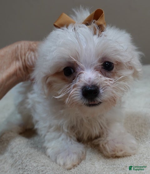Maltipoo dogs Zuko only male - Ad 38