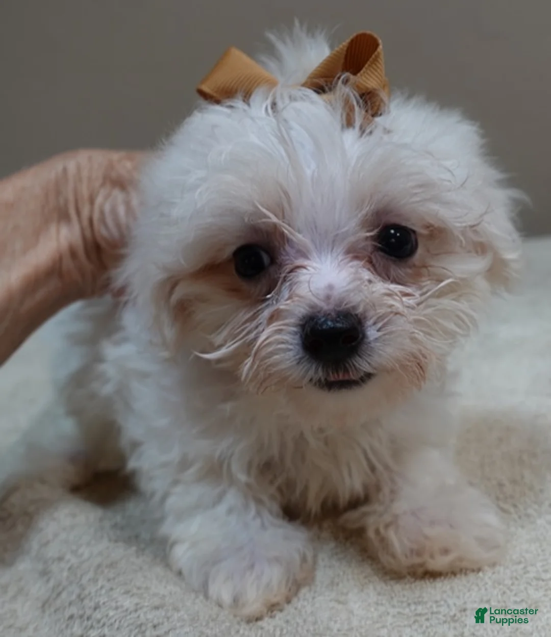 Maltipoo dogs for sale: Zuko only male - Ad 1