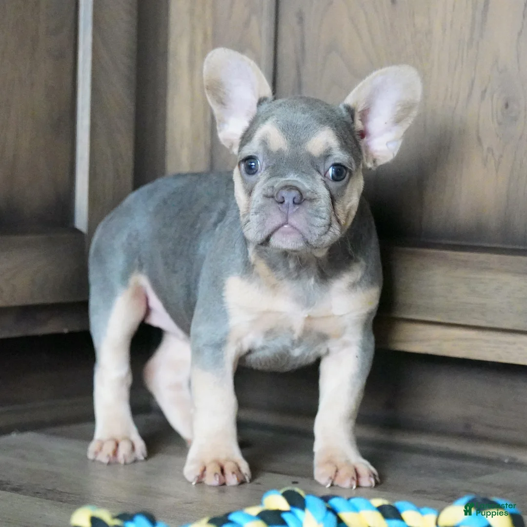 French Bulldog dogs for sale: Maples - Ad 1