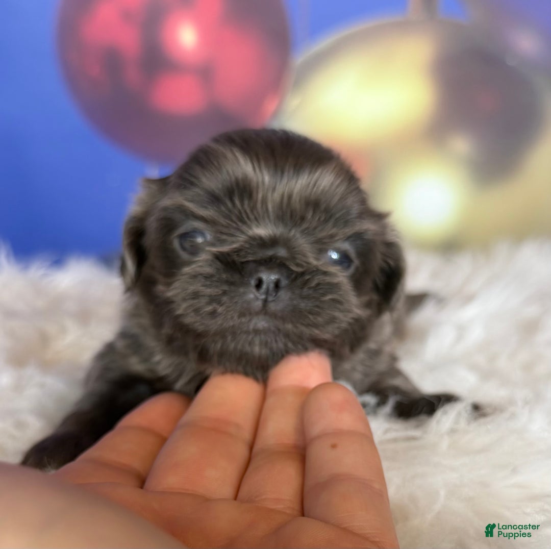 Pekingese dogs for sale: Akc DNA OFA Blue boots  - Ad 3