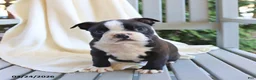 Boston Terrier dogs for sale: Cash - Ad 2