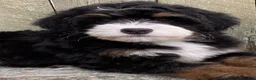 Mini Bernedoodle dogs for sale: 🧡IN BOSTON MASSACHUSETTS AREA🧡MINI BERNEDOODLE BOY🧡 - Ad 9